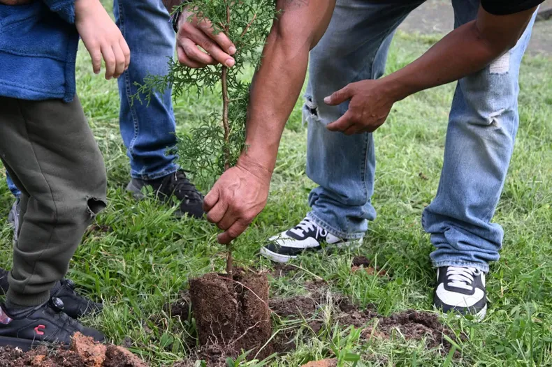 Los 32 estados participarán en una jornada de reforestación con especies nativas, semillas, drones y trabajo comunitario.webp